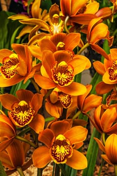 An orange cymbidium orchid.