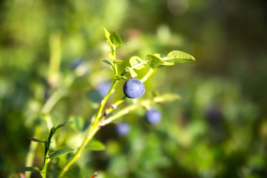 Zoomed blueberries on its plant in marshy forest