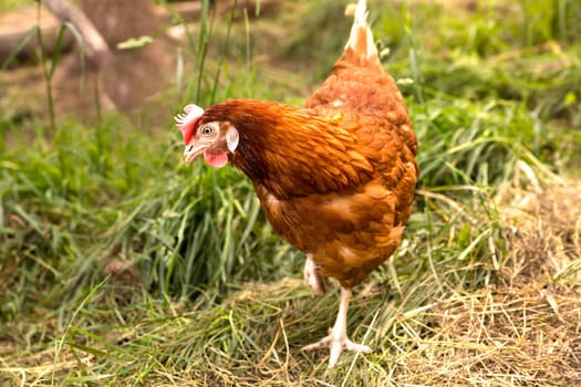 Brown hen with white legs is searching somethink