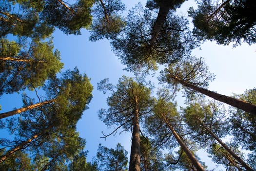 Watching on pines from ground to they treetop