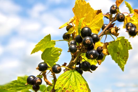 black fresh and tasty blackberries hang on plant