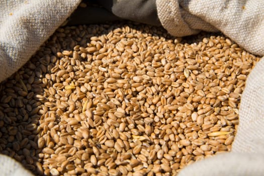 Seeds collected from fields and ready for transportation