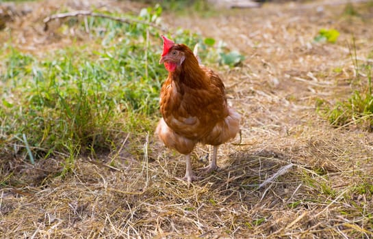 Brown hen with white legs is thinking somethink