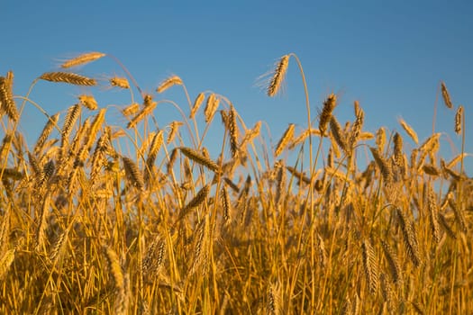 Foto of meadow on growing two yellow rye