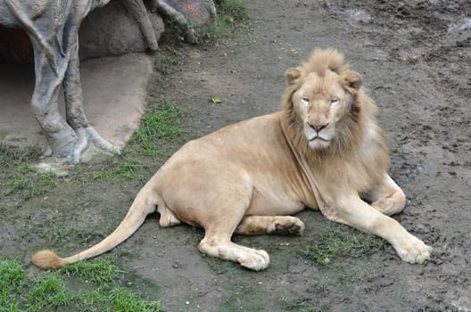 male white lion in chiang mai night safari thailand