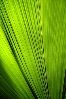 texture of green leaf