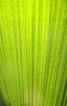texture of green leaf