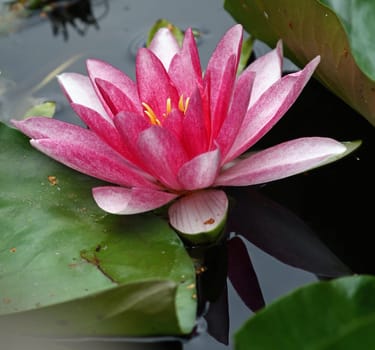 Water lily