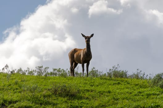 deer on the ridge in Yellowstone National Park in Wyoming in the United States of America