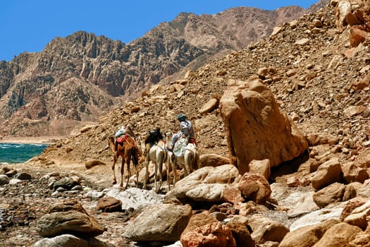 CAMEL CARAVAN IN ABU GOLLUM PROTECTORAT