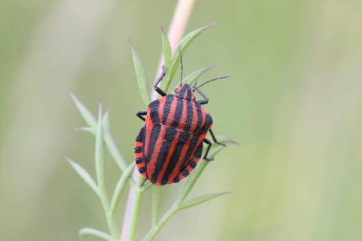 Striped bug