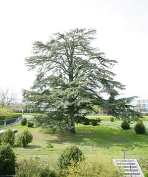A big cedar tree in park on spring