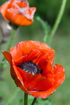 Close-up of ripe poppies in the wild