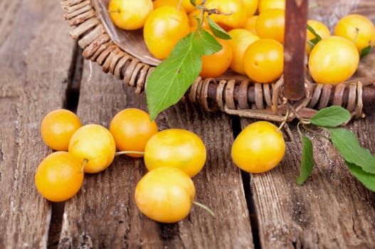 freshly harvested mirabelle plums in a basket