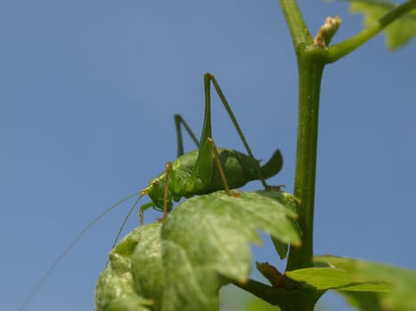 Grasshopper