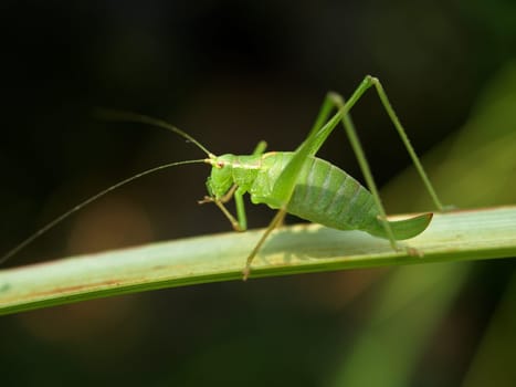 Grasshopper