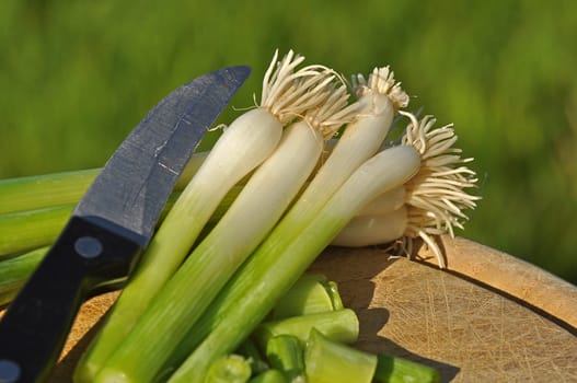 Spring onions