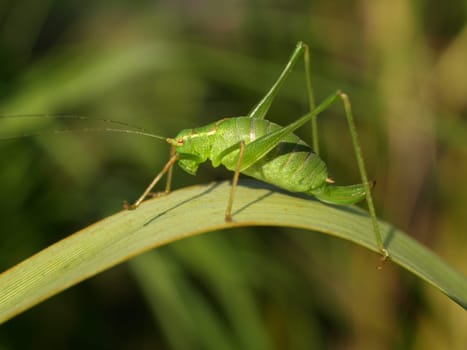 Grasshopper