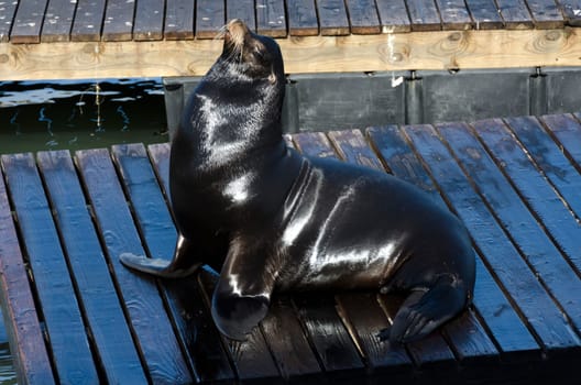 Sea lions on Pier 39 in San Francisco, California in United States of America