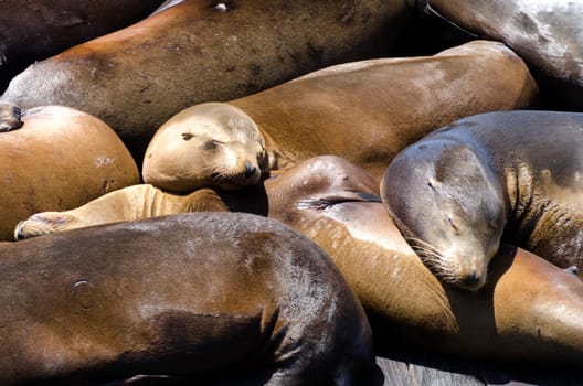 sea lions  sleeping on Pier 39 in San Francisco, California in United States of America