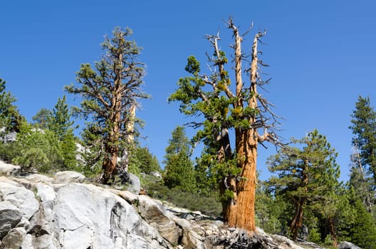 tree on the rocks in Yosemite National Park in California in the United States of America
