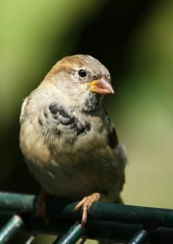 Just a sparrow