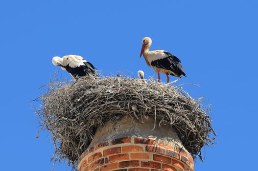 Couple of storks with young in nest on fireplace