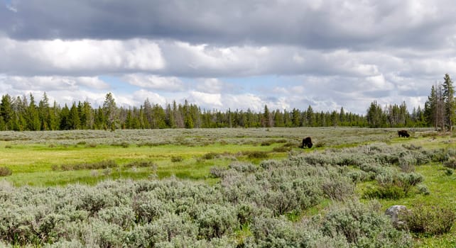 panoramic with bison in Yellowstone National Park in Wyoming in the United States of America