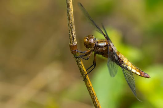 Flat-bellied female Libellula depressa