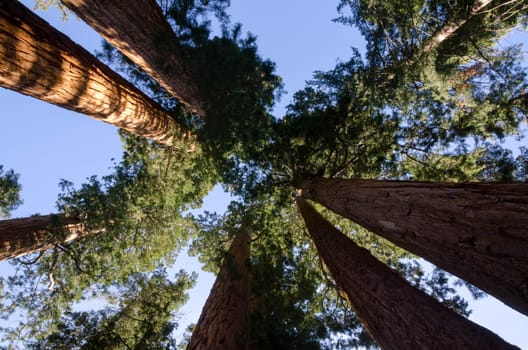 redwoods in Sequoia National Park in California in the United States of America
