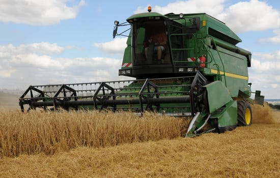 Harvesting spring barley