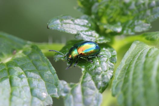 Magnificent leaf beetle (Chrysolina fastuosa)