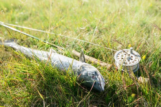 Large atlantic salmon on the river bank - selective focus