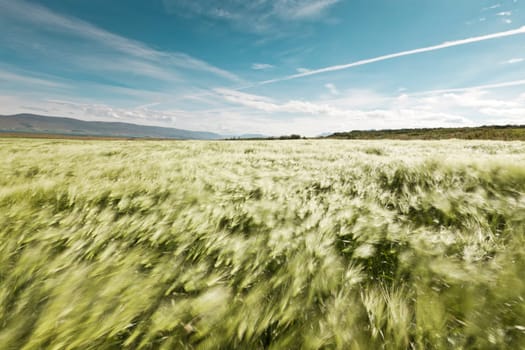 Landscape of a beautiful wheatfield blowing in the summer wind - motion blurred