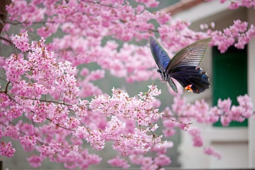 Butterfly on nice flower for adv or other purpose use