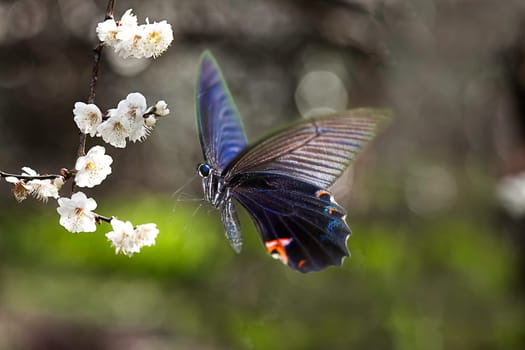 Butterfly on nice flower for adv or other purpose use