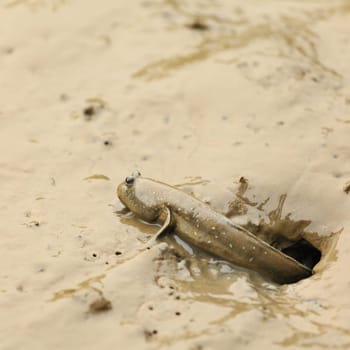 mudskipper