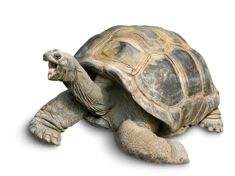 Graceful old giant tortoise on white background