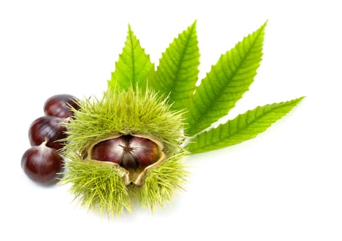 Studio shot of fresh chestnuts on young green leaves,white background