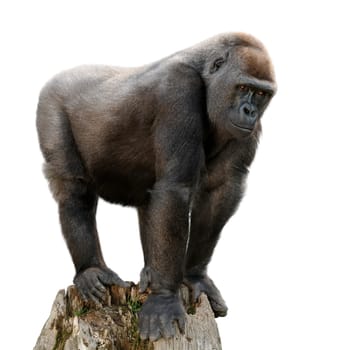 Gorilla standing on an old tree trunk,isolated on white