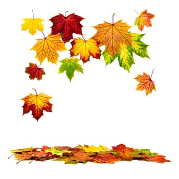 Studio shot of falling colorful autumn leaves with white space