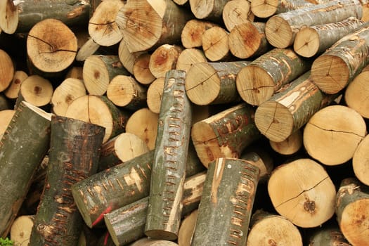 Firewood,sawn logs stacked outdoors to dry