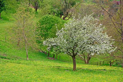 Spring landscape in the Black Forest near Sulzburg,Baden-Württemberg,Germany