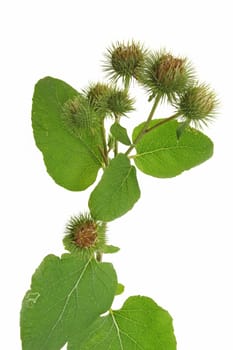 Flowering burdock (Arctium lappa) isolated against white background