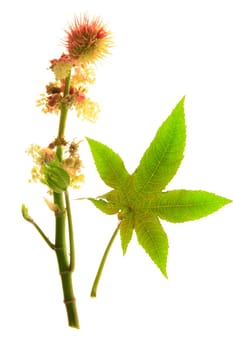 Leaf and flower of castor plant - Ricinus communis - isolated against white background