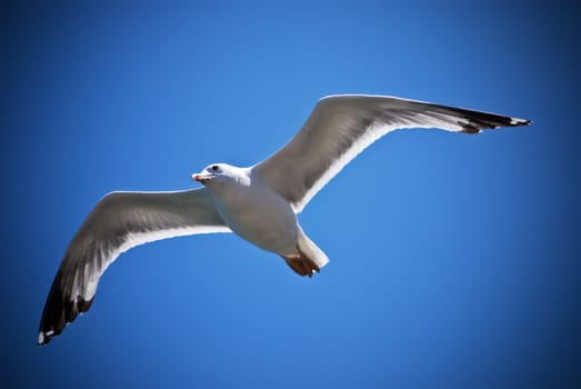 Seagull Flight