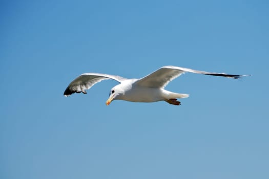Seagull Flight