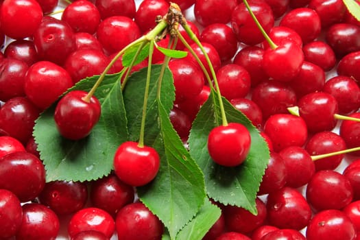 freshly picked sour cherries