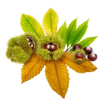 Studio shot of fresh chestnuts on green and yellow leaves,white background