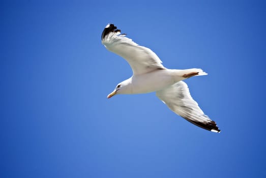 Seagull Flight